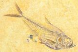 Plate of Three Detailed Fossil Fish (Diplomystus) - Wyoming #360755-1